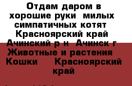 Отдам даром в хорошие руки, милых, симпатичных котят - Красноярский край, Ачинский р-н, Ачинск г. Животные и растения » Кошки   . Красноярский край